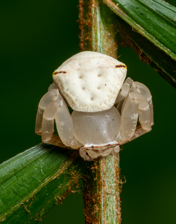 Bruce Spider